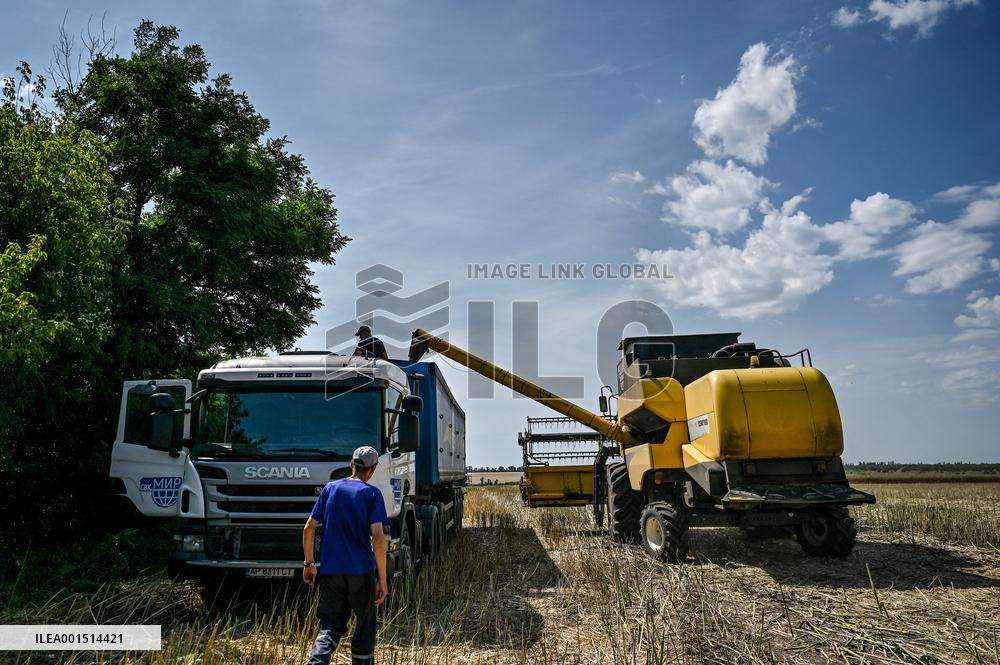 Rapeseed harvesting in Zaporizhzhia Region