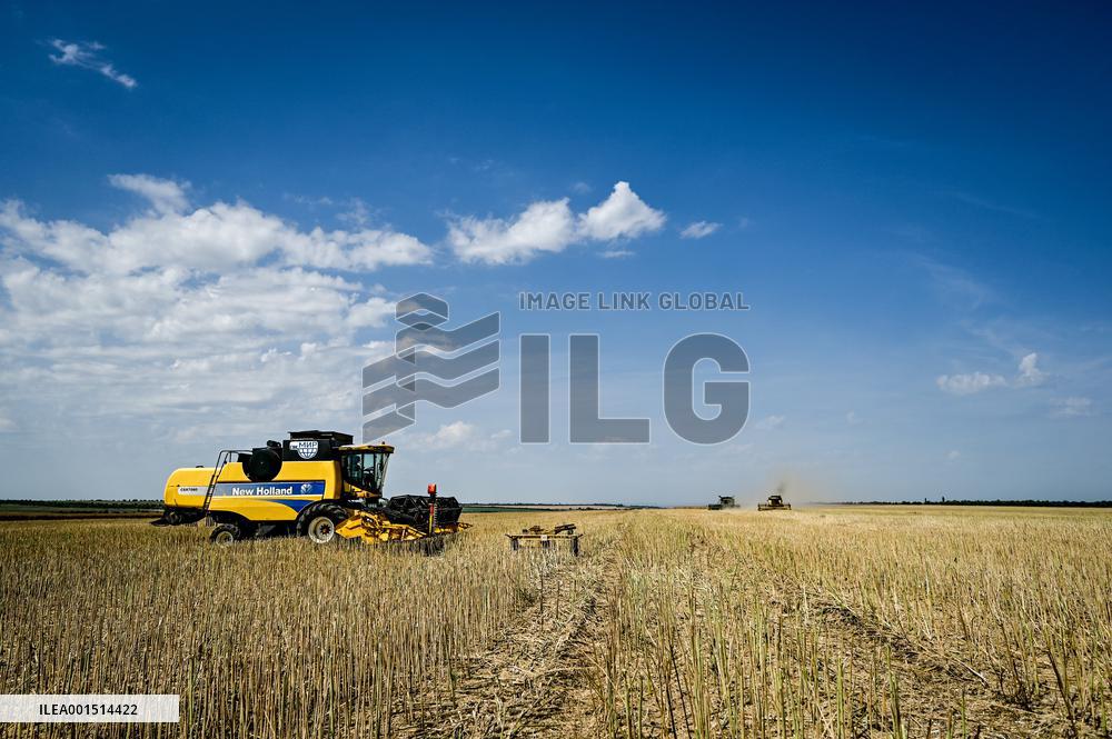 Rapeseed harvesting in Zaporizhzhia Region