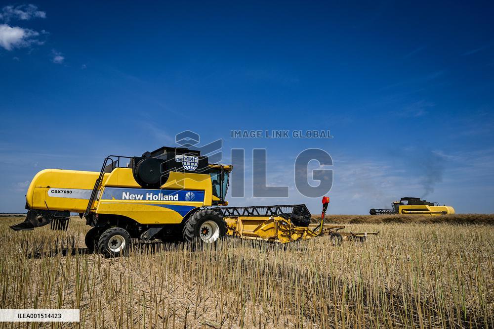 Rapeseed harvesting in Zaporizhzhia Region