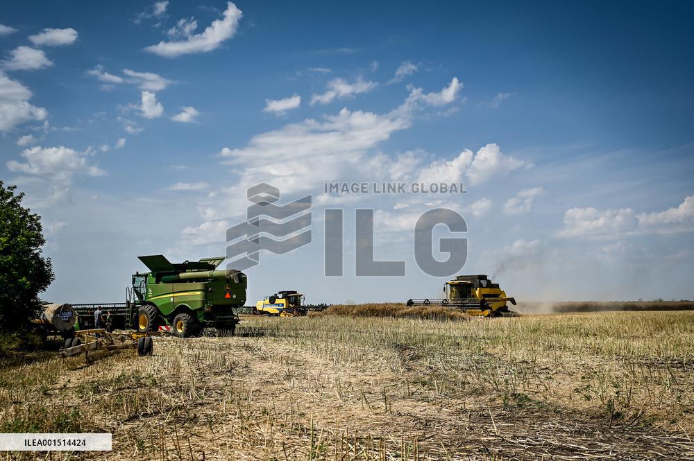 Rapeseed harvesting in Zaporizhzhia Region