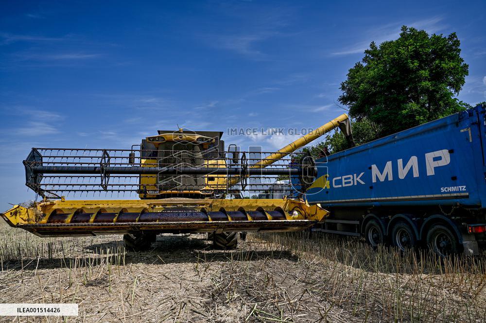 Rapeseed harvesting in Zaporizhzhia Region