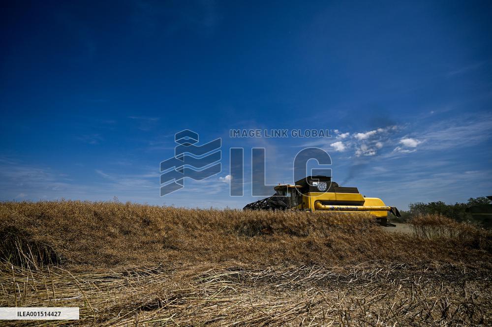 Rapeseed harvesting in Zaporizhzhia Region