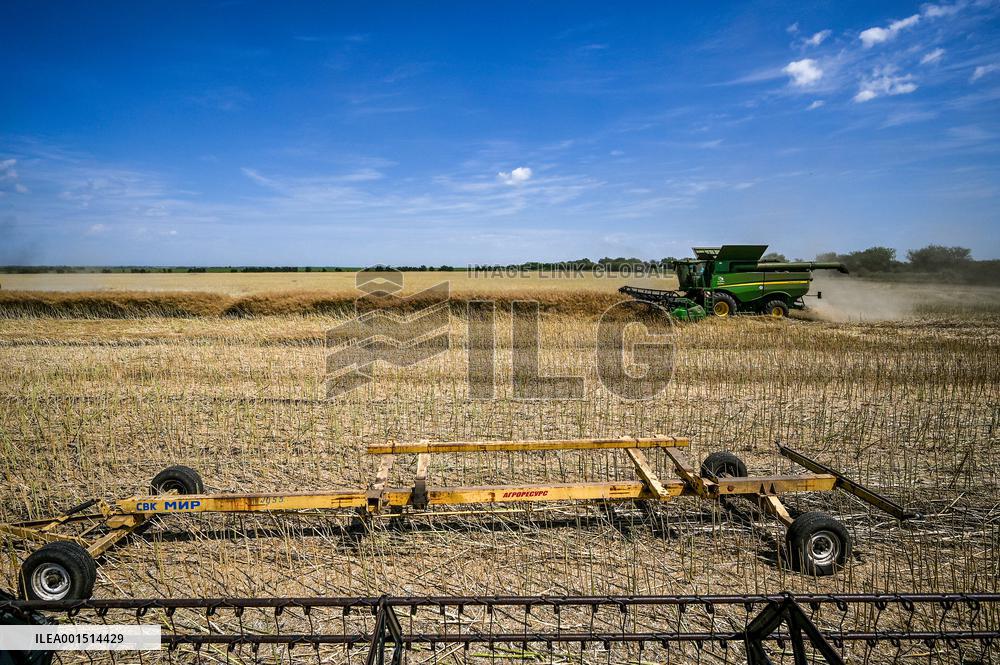 Rapeseed harvesting in Zaporizhzhia Region