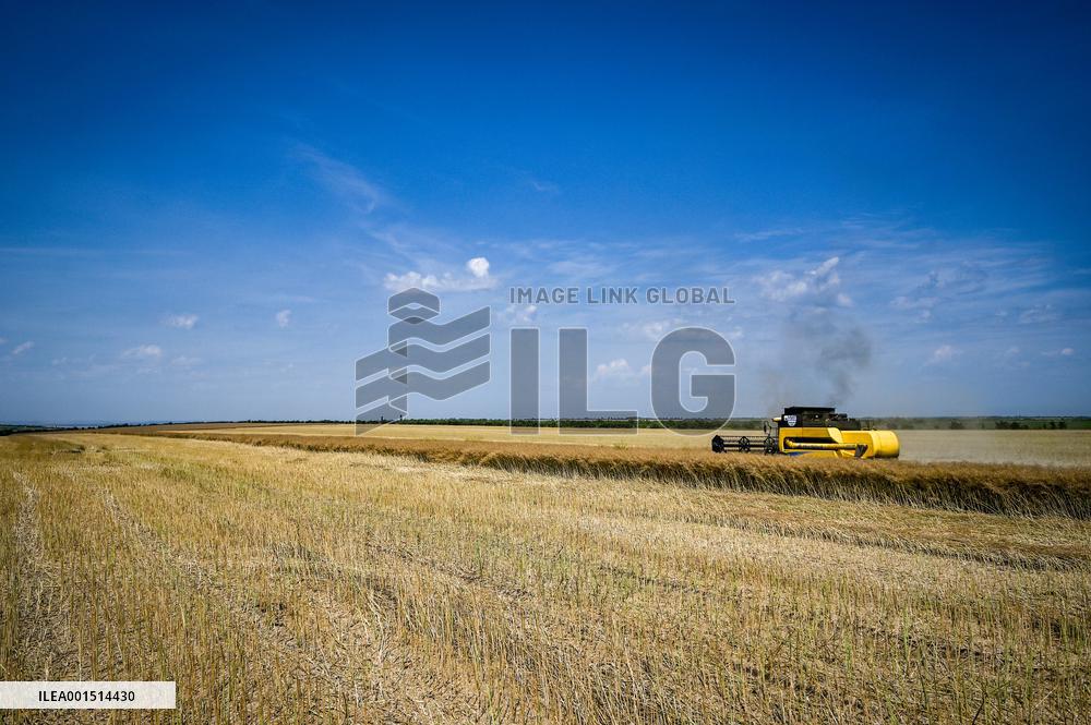 Rapeseed harvesting in Zaporizhzhia Region
