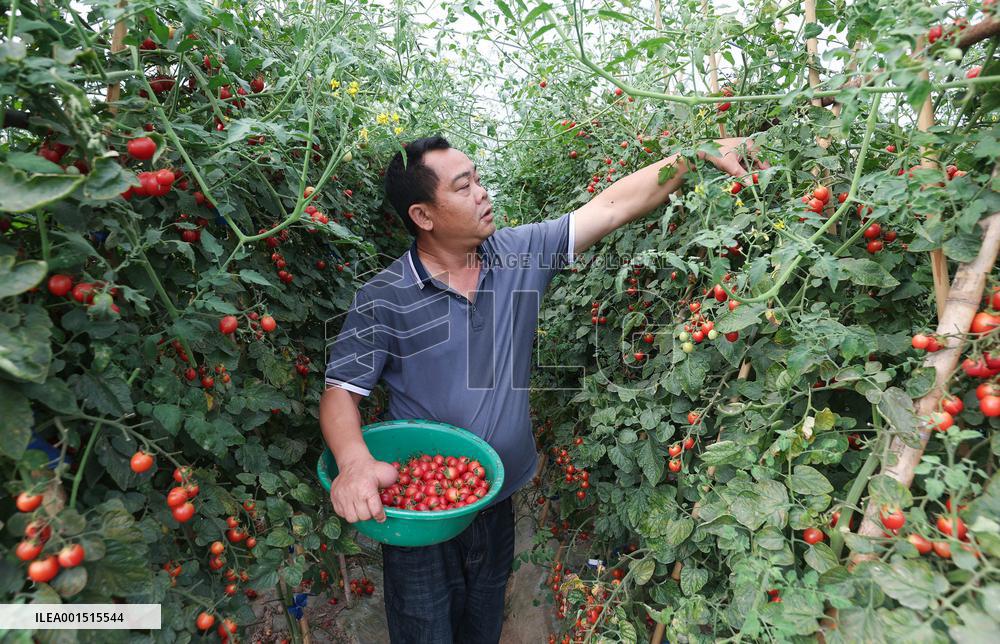 CHINA-SICHUAN-YIBIN-GREEN DEVELOPMENT (CN)