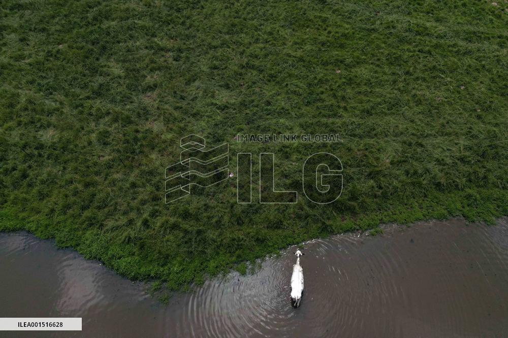 Cows Cool Off In A Pond - Ontario