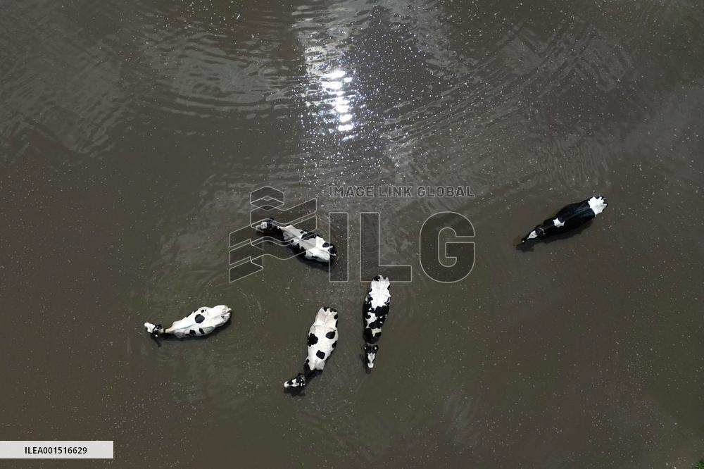 Cows Cool Off In A Pond - Ontario