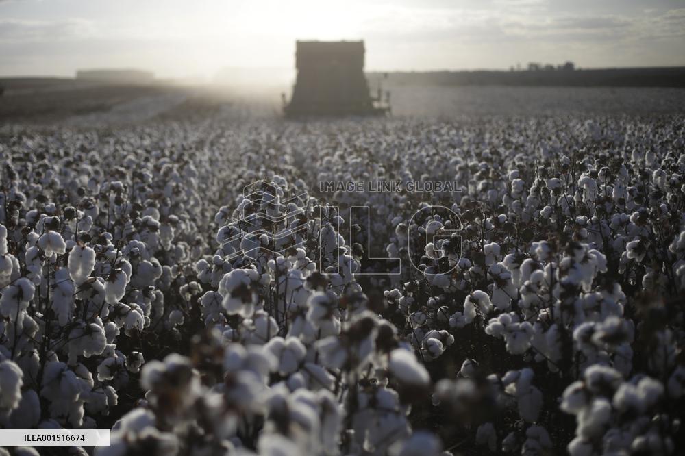 BRAZIL-GOIAS-COTTON HARVEST