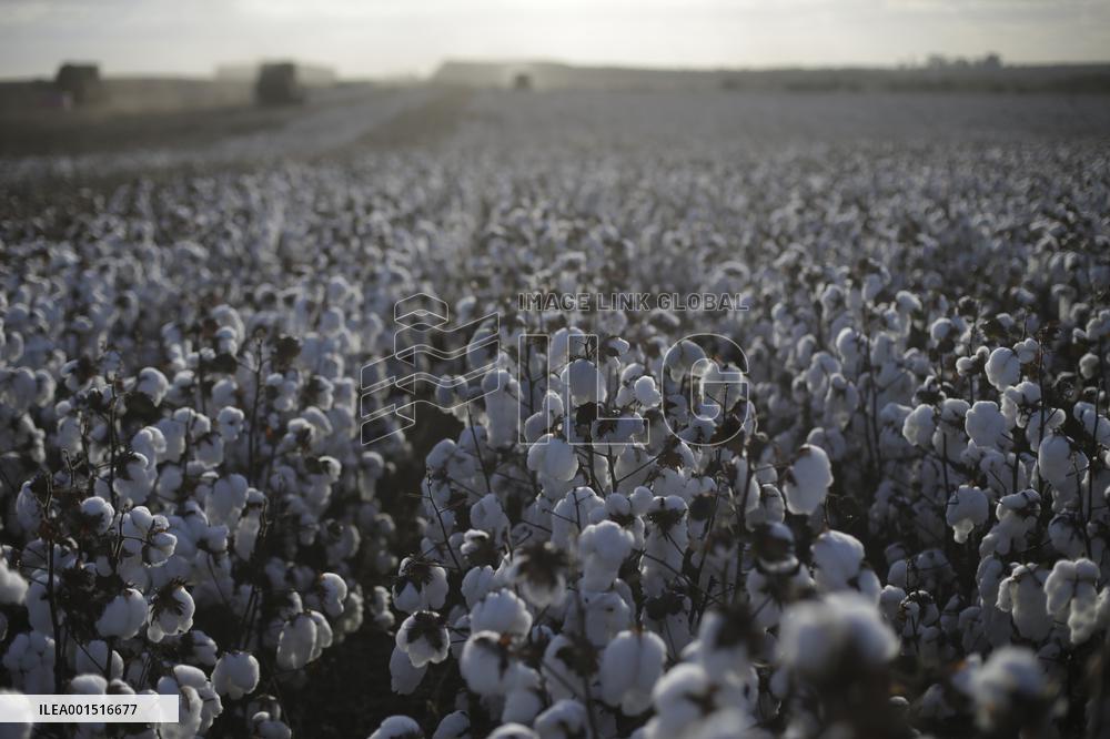BRAZIL-GOIAS-COTTON HARVEST