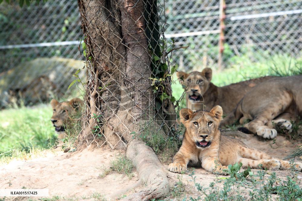 Animals in The Heat