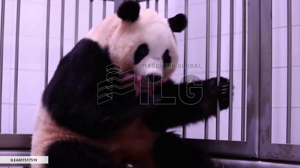 China-leased giant panda gives birth to twin cubs in S. Korea