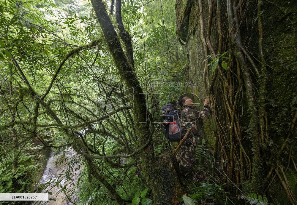 CHINA-YUNNAN-GAOLIGONGSHAN NATURE RESERVE-RANGER (CN)