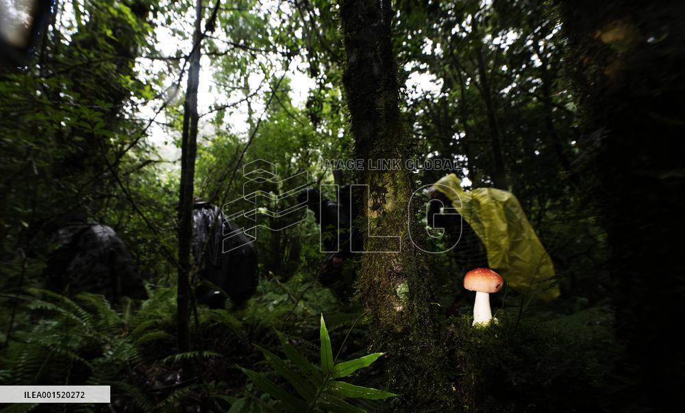 CHINA-YUNNAN-GAOLIGONGSHAN NATURE RESERVE-RANGER (CN)