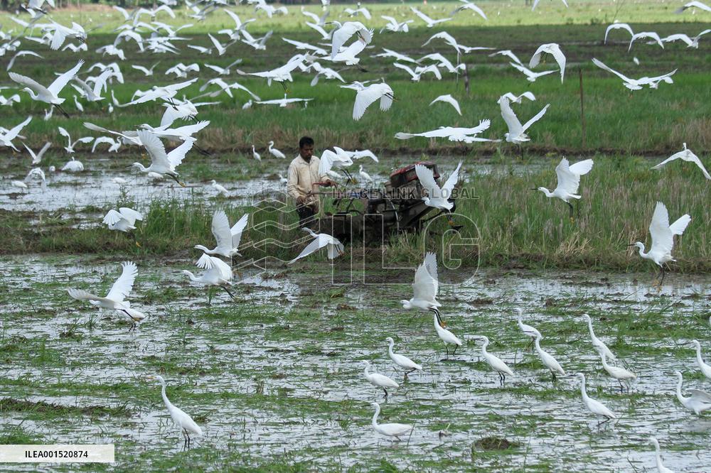 INDONESIA-ACEH UTARA-EGRETS