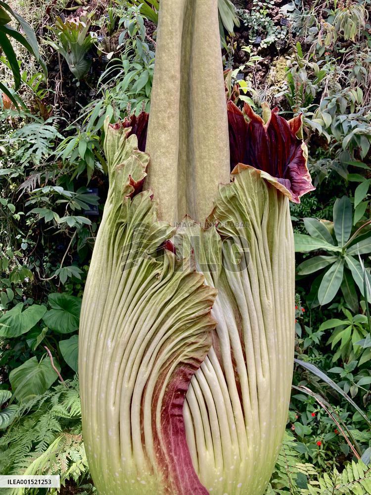 Arum Titan, the largest flower in the world - Villers les Nancy
