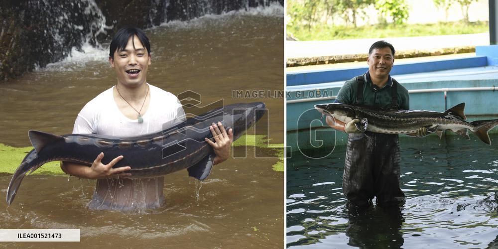 CHINA-SICHUAN-YIBIN-YANGTZE STURGEON-CONSERVATION (CN)