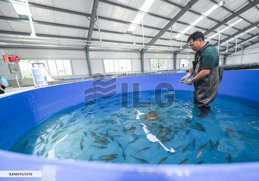 CHINA-SICHUAN-YIBIN-YANGTZE STURGEON-CONSERVATION (CN)
