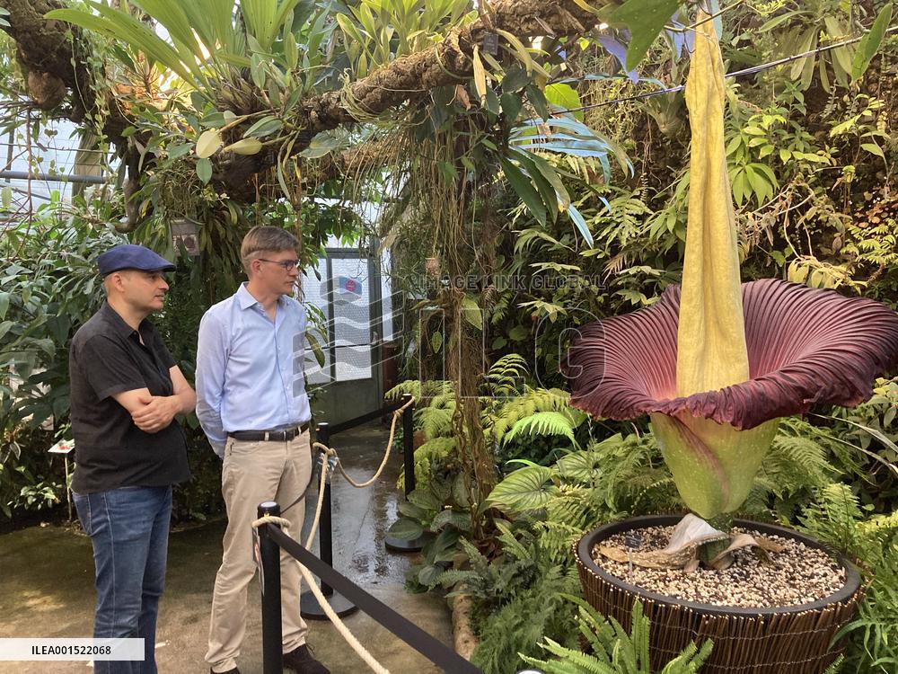 Arum Titan, the largest flower in the world - Villers les Nancy