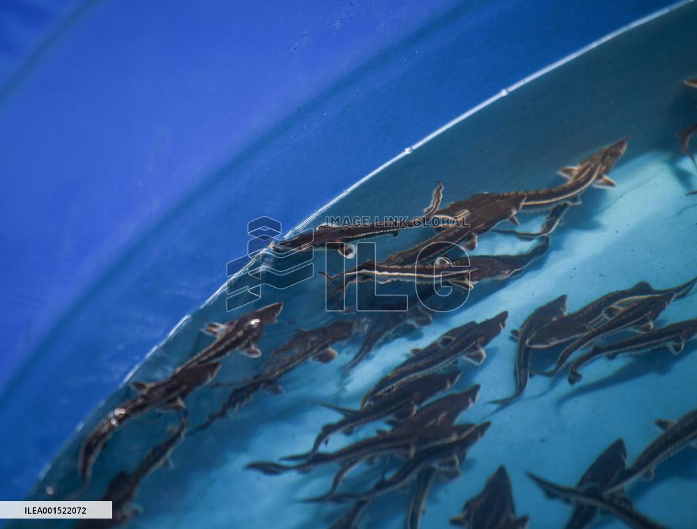 CHINA-SICHUAN-YIBIN-YANGTZE STURGEON-CONSERVATION (CN)