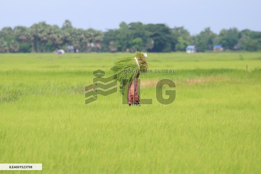 MYANMAR-YANGON-RICE PLANTING