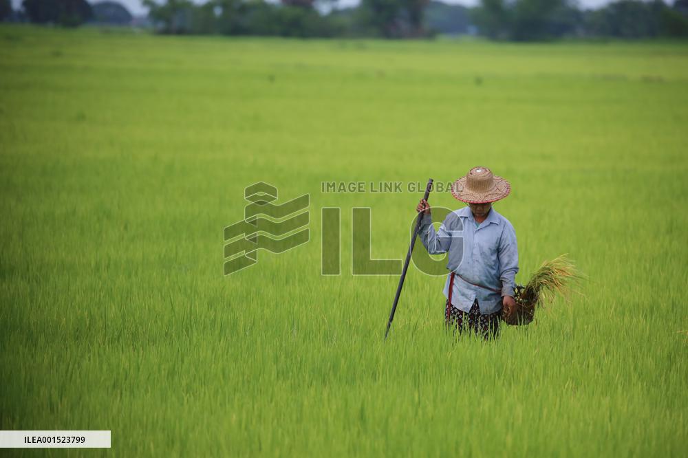 MYANMAR-YANGON-RICE PLANTING