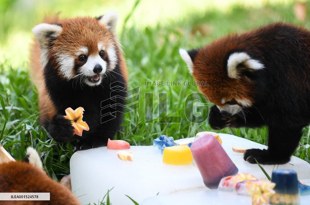 CHINA-GUANGDONG-GUANGZHOU-ZOO-ANIMALS-COOLING OFF(CN)