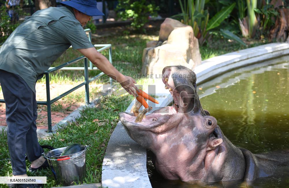 CHINA-GUANGDONG-GUANGZHOU-ZOO-ANIMALS-COOLING OFF(CN)