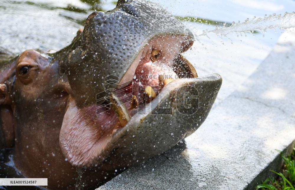 CHINA-GUANGDONG-GUANGZHOU-ZOO-ANIMALS-COOLING OFF(CN)