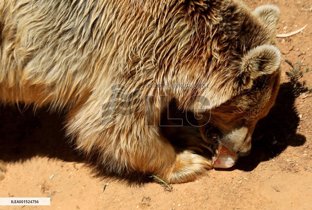 ISRAEL-RAMAT GAN-HEAT WAVE-ZOO