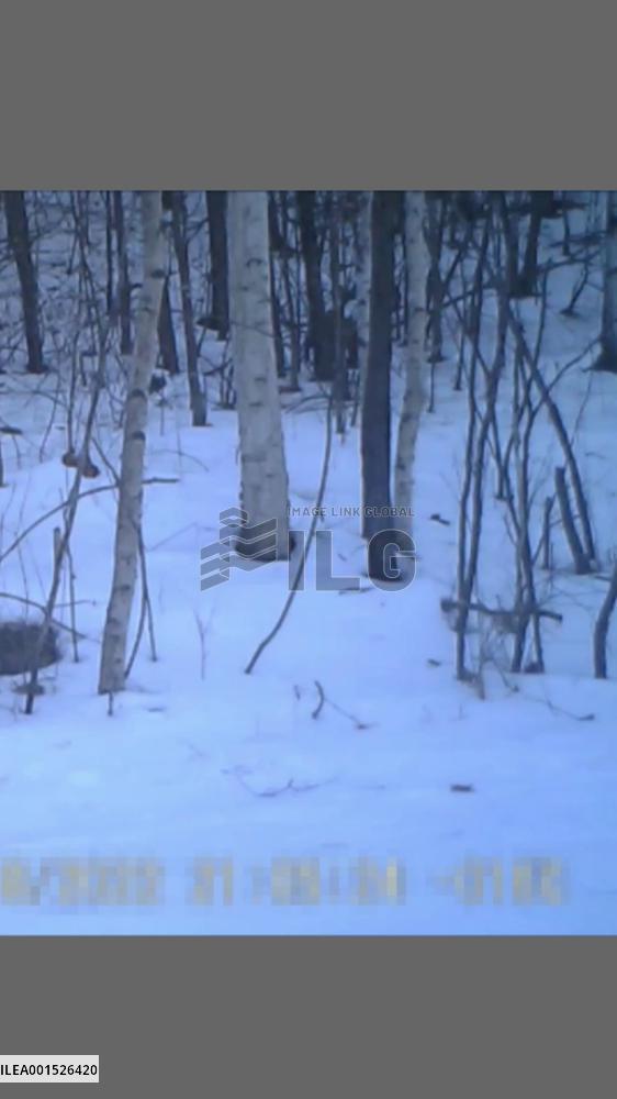 Endangered Siberian tiger found in NE China's forest