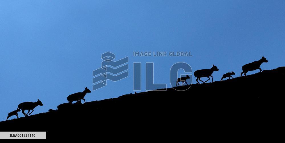 CHINA-XINJIANG-ALTUN MOUNTAINS NATIONAL NATURE RESERVE-TIBETAN ANTELOPE-REPRODUCTION (CN)