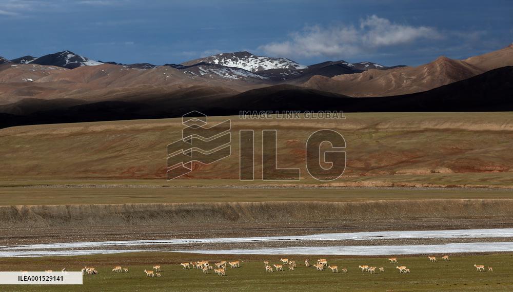 CHINA-XINJIANG-ALTUN MOUNTAINS NATIONAL NATURE RESERVE-TIBETAN ANTELOPE-REPRODUCTION (CN)
