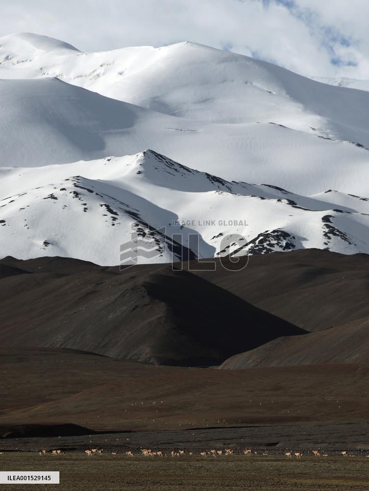 CHINA-XINJIANG-ALTUN MOUNTAINS NATIONAL NATURE RESERVE-TIBETAN ANTELOPE-REPRODUCTION (CN)