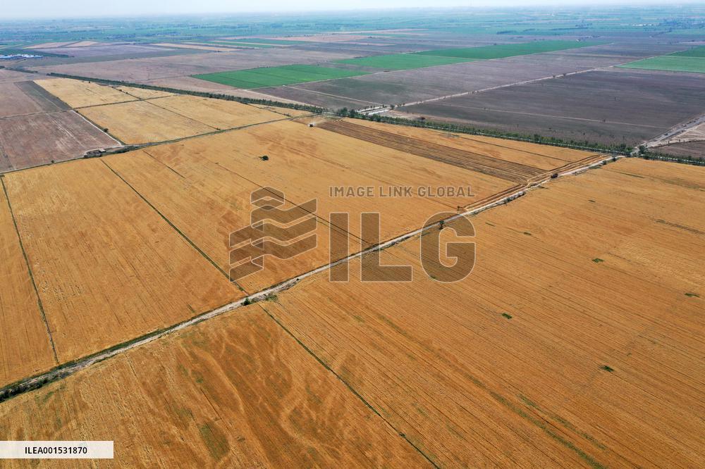CHINA-XINJIANG-SUMMER HARVEST(CN)