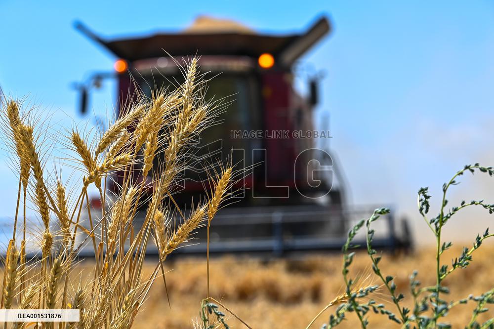 CHINA-XINJIANG-SUMMER HARVEST(CN)