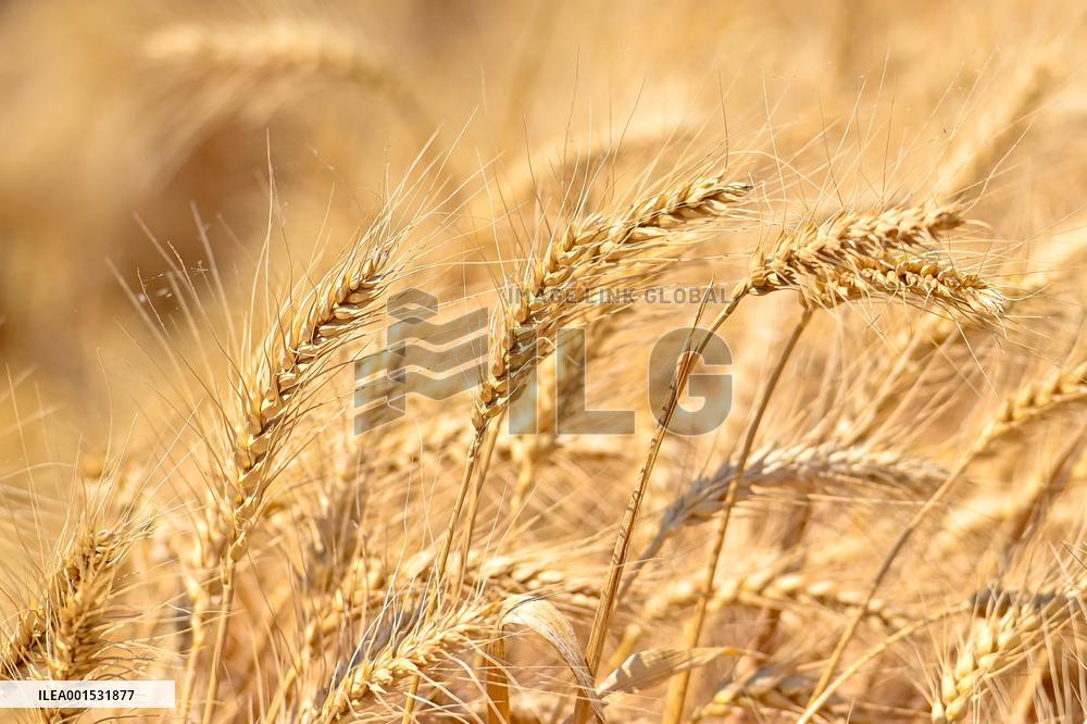 CHINA-XINJIANG-SUMMER HARVEST(CN)