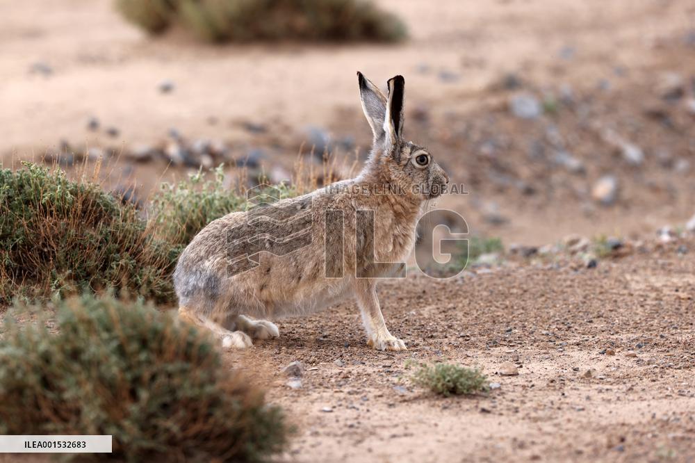 CHINA-XINJIANG-ALTUN MOUNTAINS NATIONAL NATURE RESERVE-WILD ANIMALS (CN)