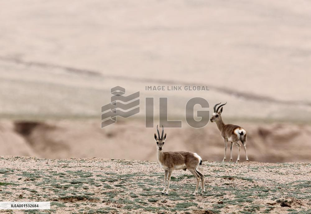 CHINA-XINJIANG-ALTUN MOUNTAINS NATIONAL NATURE RESERVE-WILD ANIMALS (CN)