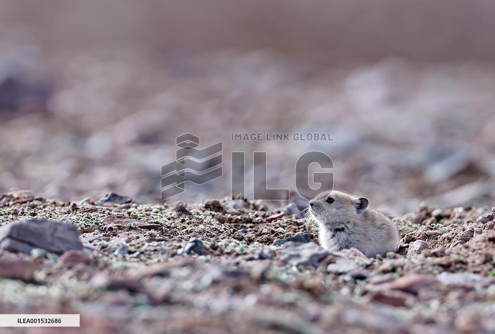 CHINA-XINJIANG-ALTUN MOUNTAINS NATIONAL NATURE RESERVE-WILD ANIMALS (CN)