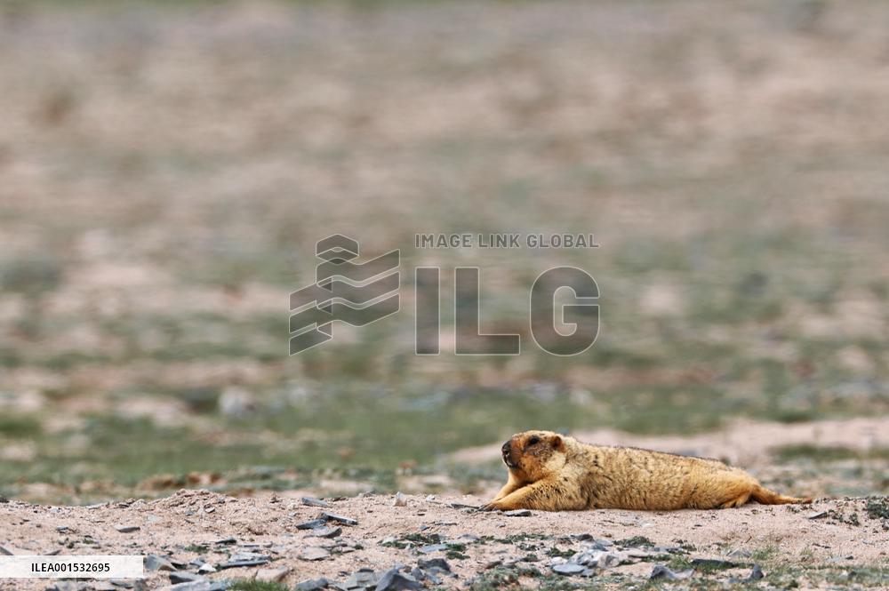 CHINA-XINJIANG-ALTUN MOUNTAINS NATIONAL NATURE RESERVE-WILD ANIMALS (CN)