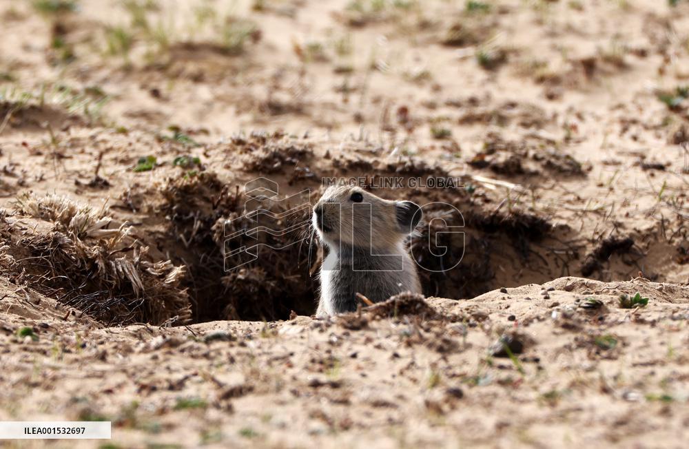 CHINA-XINJIANG-ALTUN MOUNTAINS NATIONAL NATURE RESERVE-WILD ANIMALS (CN)