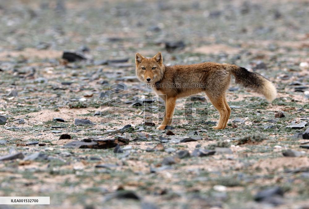 CHINA-XINJIANG-ALTUN MOUNTAINS NATIONAL NATURE RESERVE-WILD ANIMALS (CN)