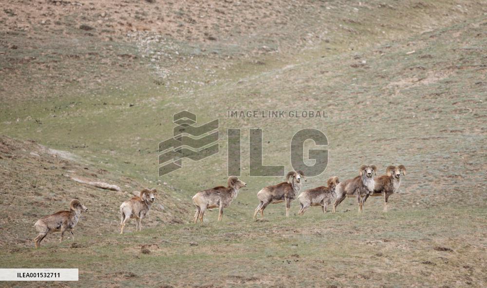 CHINA-XINJIANG-ALTUN MOUNTAINS NATIONAL NATURE RESERVE-WILD ANIMALS (CN)