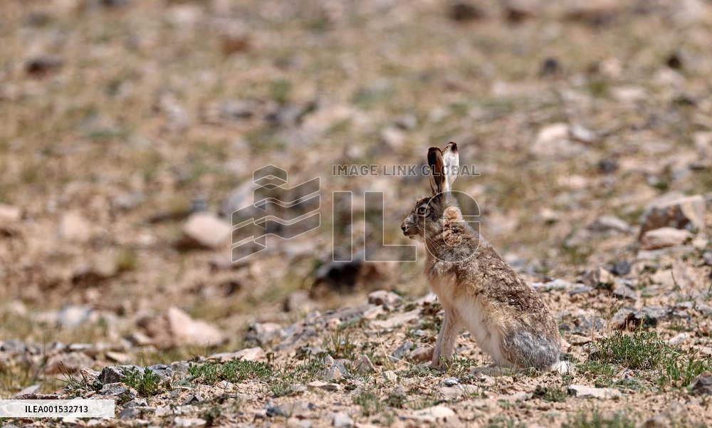 CHINA-XINJIANG-ALTUN MOUNTAINS NATIONAL NATURE RESERVE-WILD ANIMALS (CN)