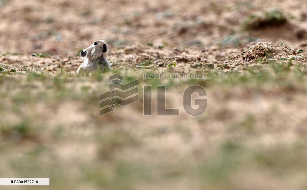CHINA-XINJIANG-ALTUN MOUNTAINS NATIONAL NATURE RESERVE-WILD ANIMALS (CN)
