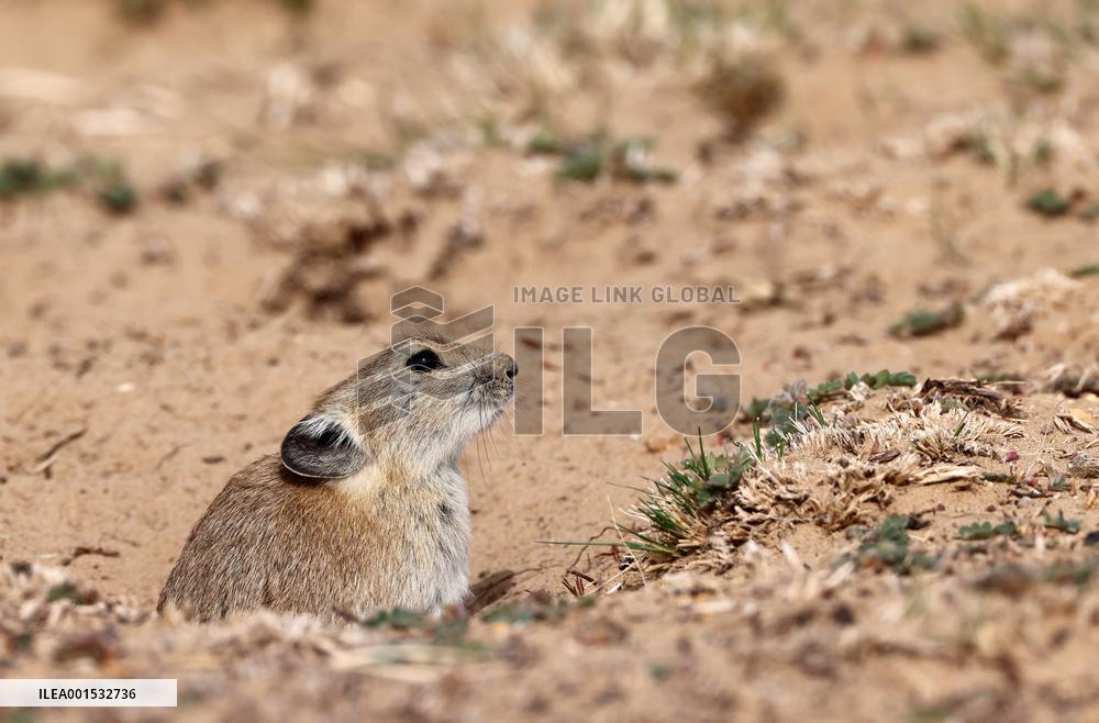 CHINA-XINJIANG-ALTUN MOUNTAINS NATIONAL NATURE RESERVE-WILD ANIMALS (CN)