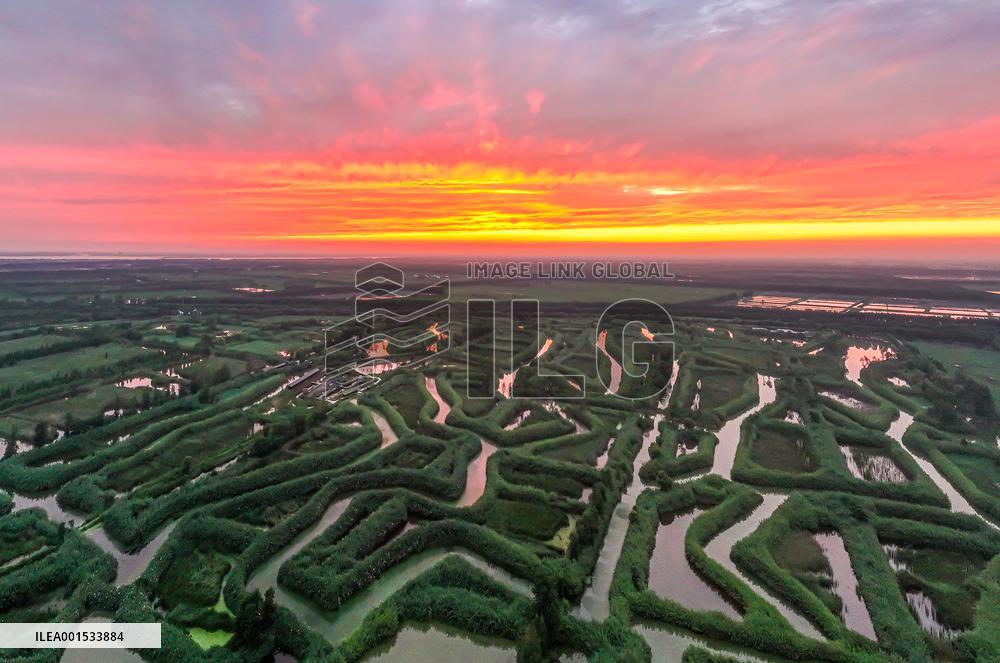 Winding Reeds Maze at Hongze Lake Wetland Park in Suqian