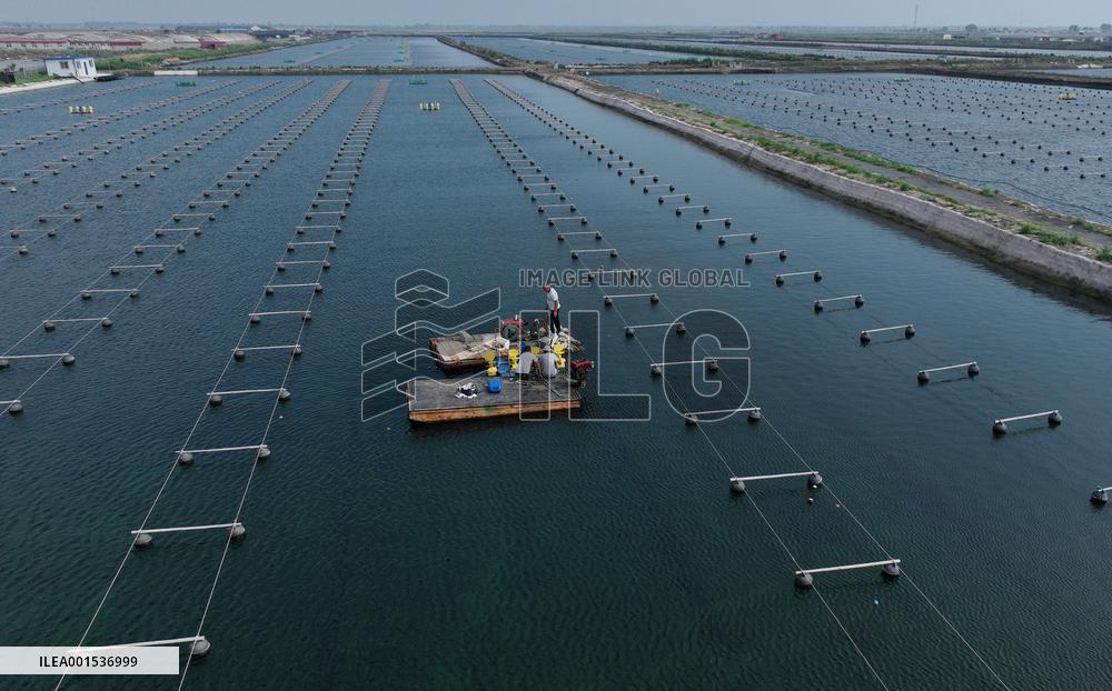 CHINA-HEBEI-LAOTING-MARINE FARM (CN)