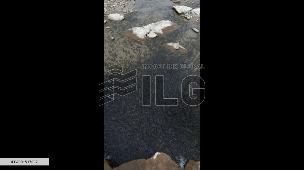 Naked carp migrating upstream to spawn in NW China