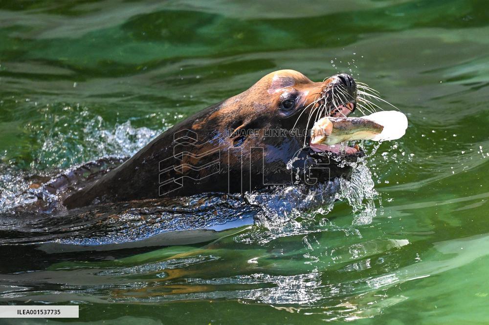 NORTH MACEDONIA-SKOPJE-HEATWAVE-ANIMALS
